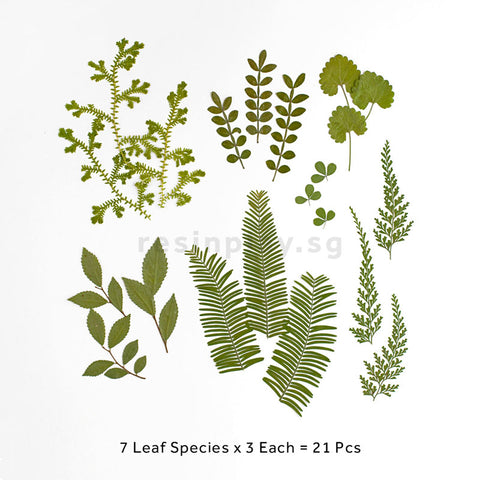 Real Dried Pressed Botanical Leaves