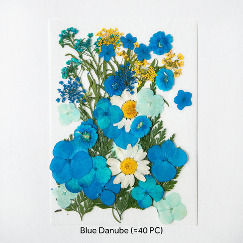 Real Dried Pressed Flowers