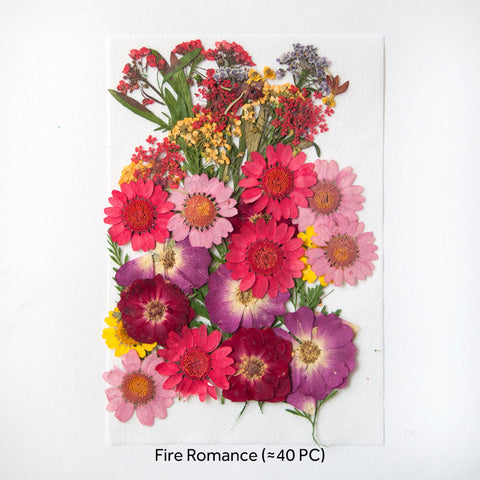 Real Dried Pressed Flowers