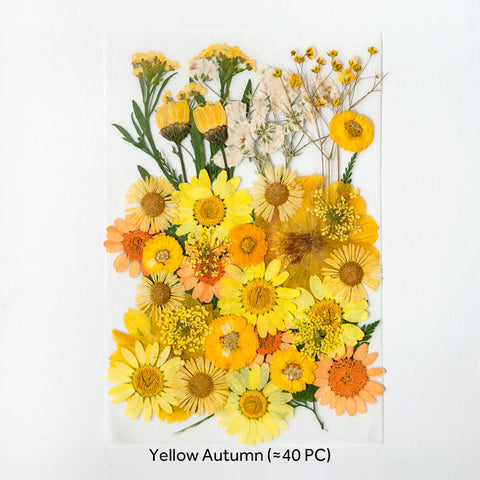 Real Dried Pressed Flowers