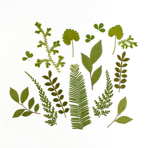Real Dried Pressed Botanical Leaves