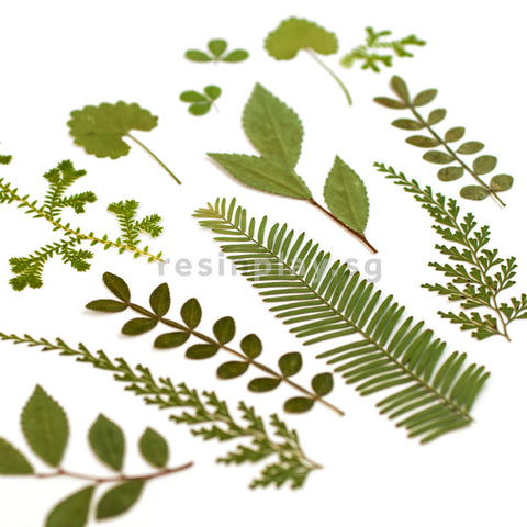 Real Dried Pressed Botanical Leaves