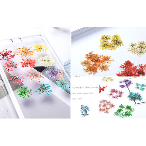 Assorted Real Dried Pressed Mini Flowers for Resin Jewellery or Nail Art