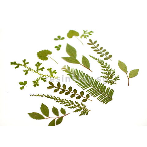 Real Dried Pressed Botanical Leaves