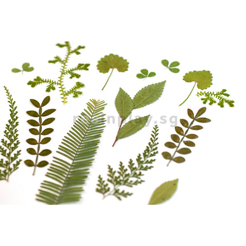 Real Dried Pressed Botanical Leaves